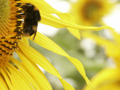 bee.jpg