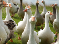 geese.jpg
