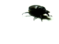 bug