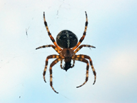 spider