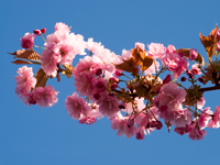 cherry-blossoms